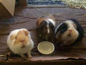 2018---- Jess, Zoe, Missy (c) Jason Grossman.jpg